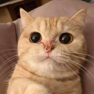 87126502 2509242206005371 2073523065622364160 n f697e400 e8b2 4bb1 9698 d00b50b2d9c3th